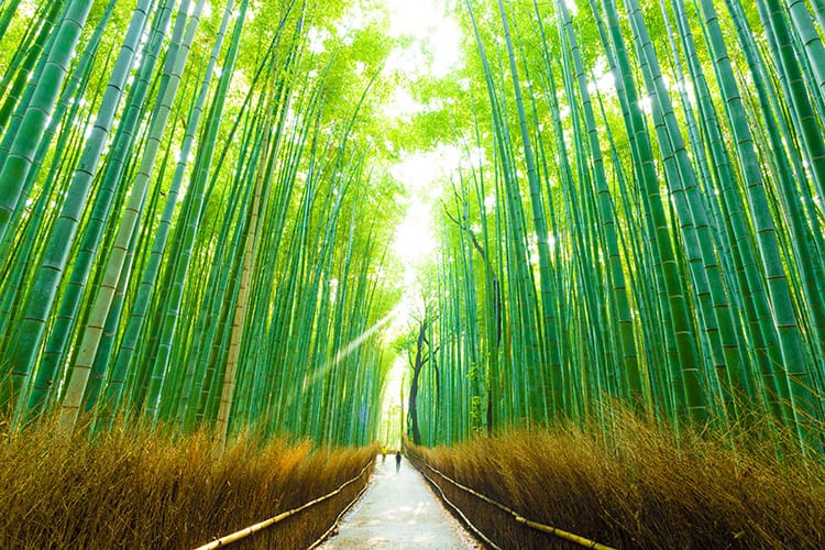 Kyoto Arashiyama Bamboo Grove