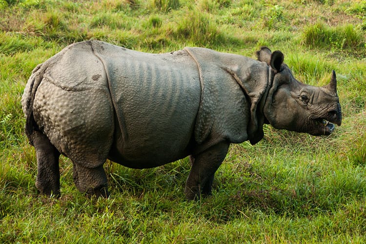 Chitwan National Park