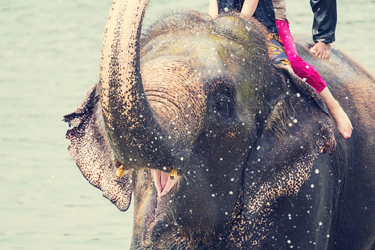Chitwan National Park