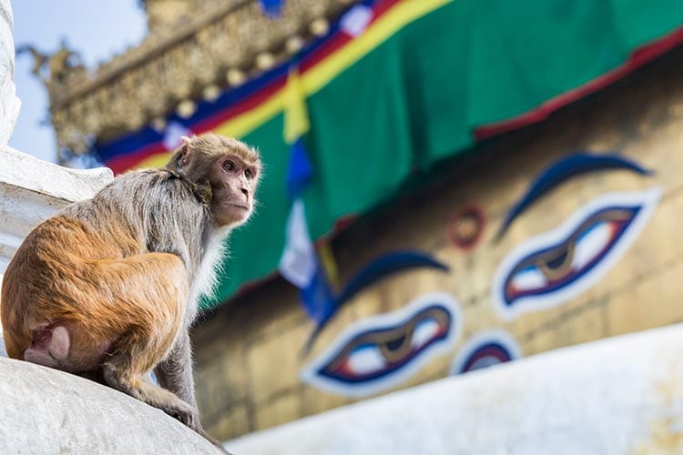 Swayambhunath, Kathmandu