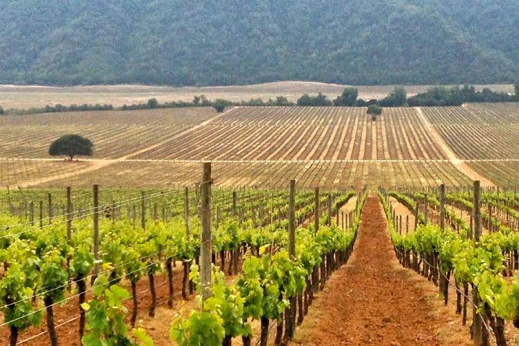 Cachapoal Vallei, Chili