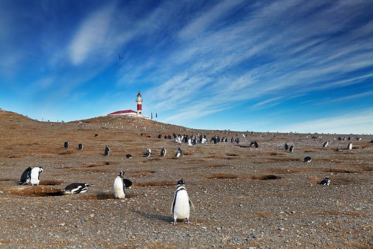Pinguïnkolonie Patagonië