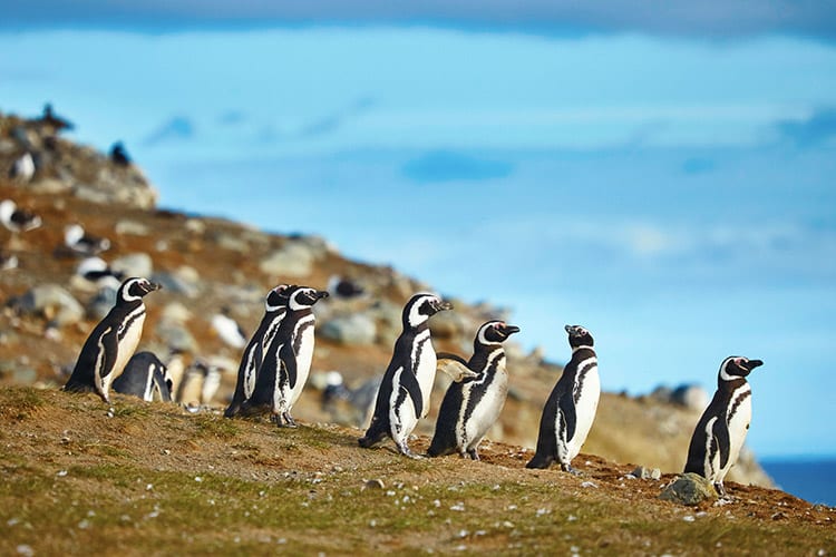 Pinguïnkolonie op Magdalena eiland