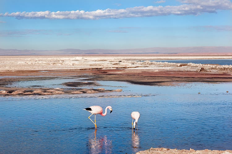 Salar de Atacama