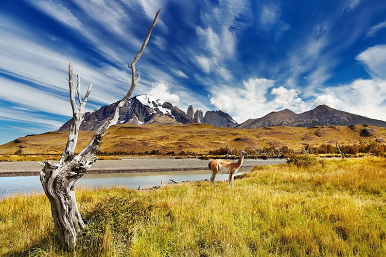 Lama in Torres del Paine