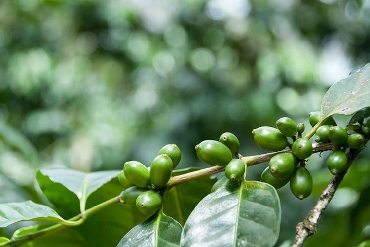Koffiebonen plantage bij Matagalpa
