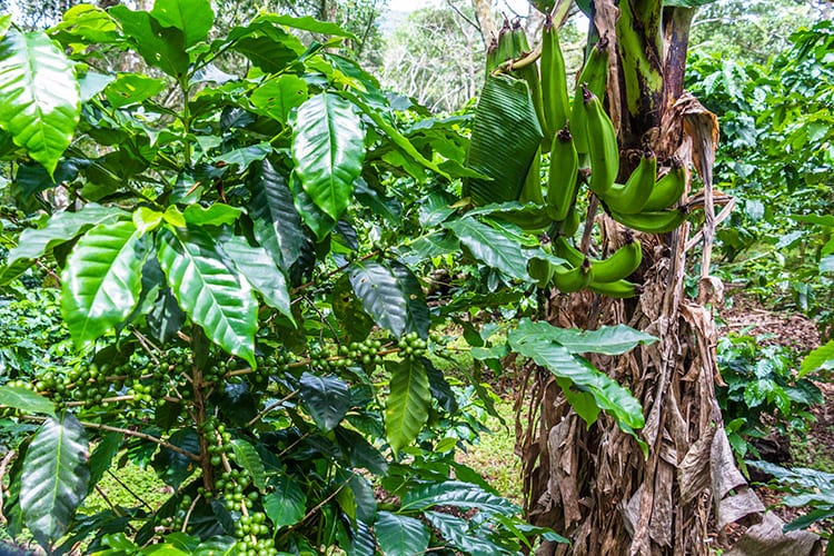 Koffieplantages, Boquete