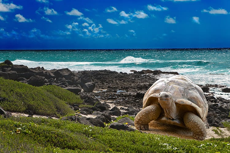 Reuzenschildpad, Galapagos eilanden
