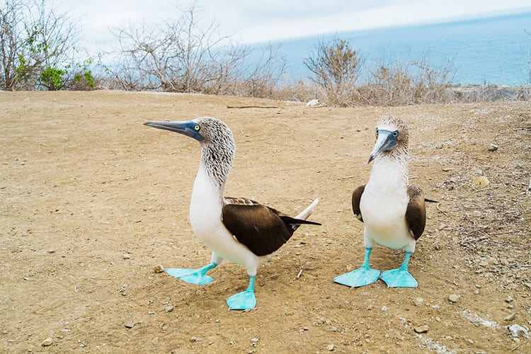 Blauwvoetgenten op Isla de la Plata