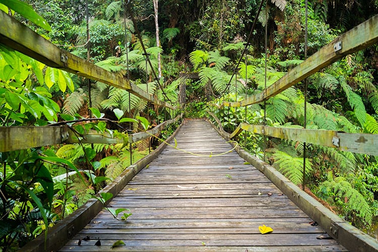 Hangbrug in het Podocarpus National Park