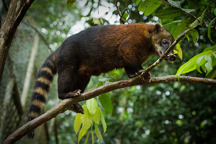 Yasuní National Park coati