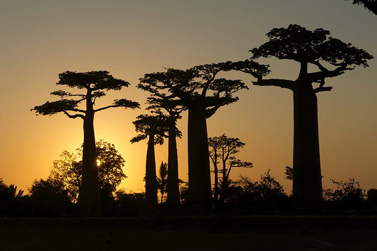Avenue of the Baobabs, Madagaskar
