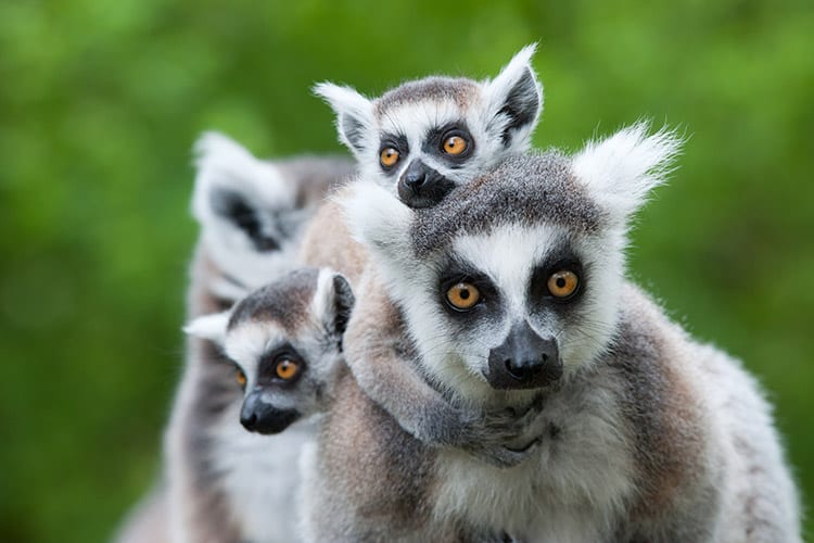 Lemuren, Madagaskar