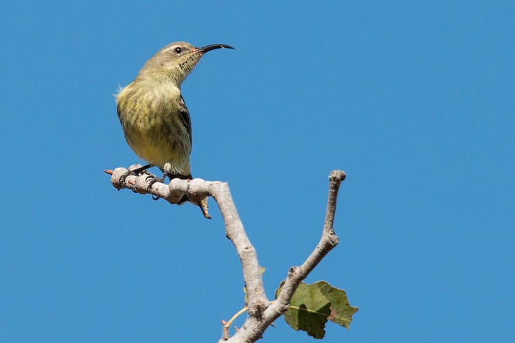 Chongoni Forest Reserve