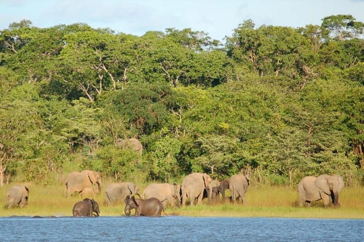 Kasungu National Park wild