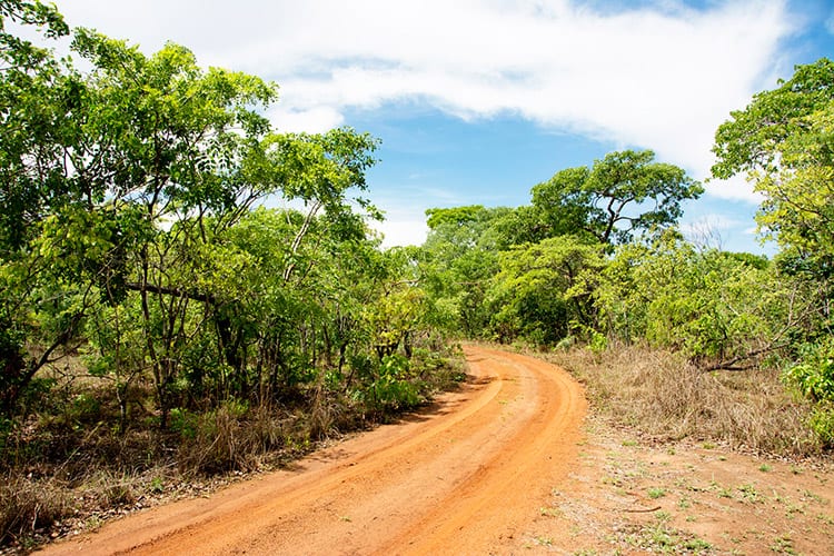 Kasungu National Park safari