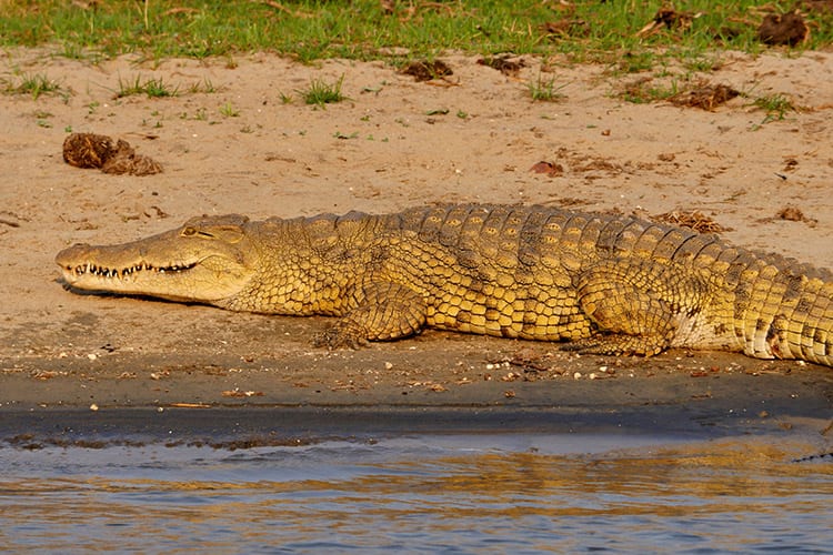 Liwonde National Park