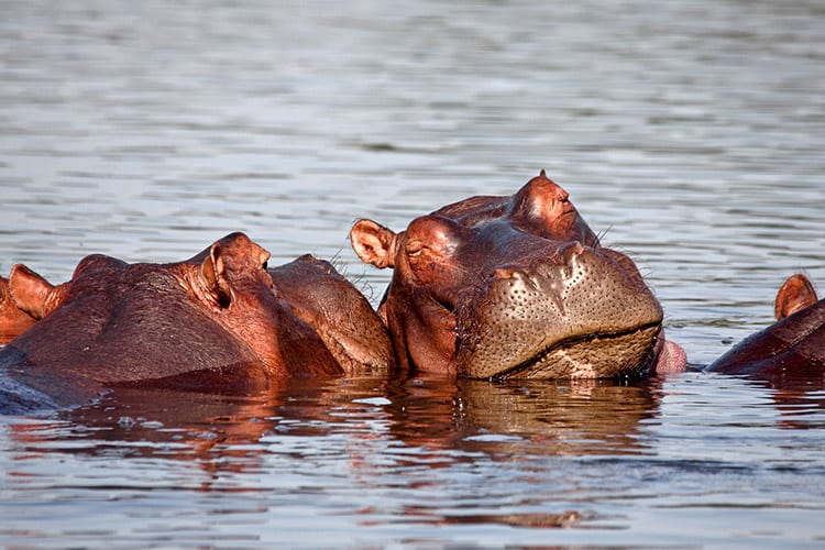 Liwonde National Park