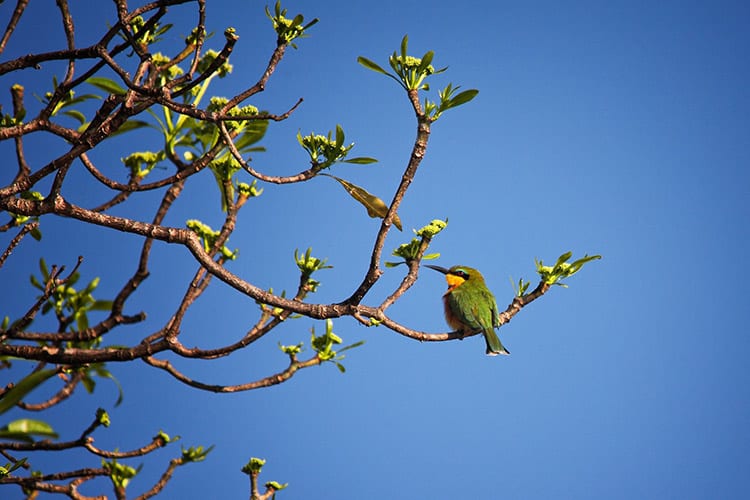 Natuur in Liwonde National Park