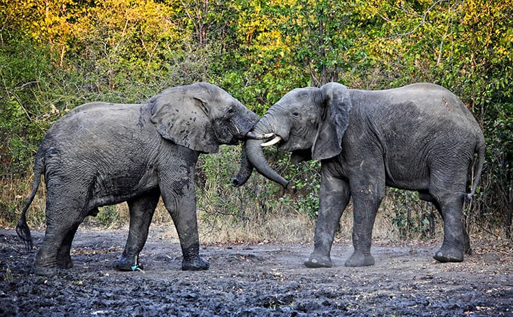 Liwonde National Park