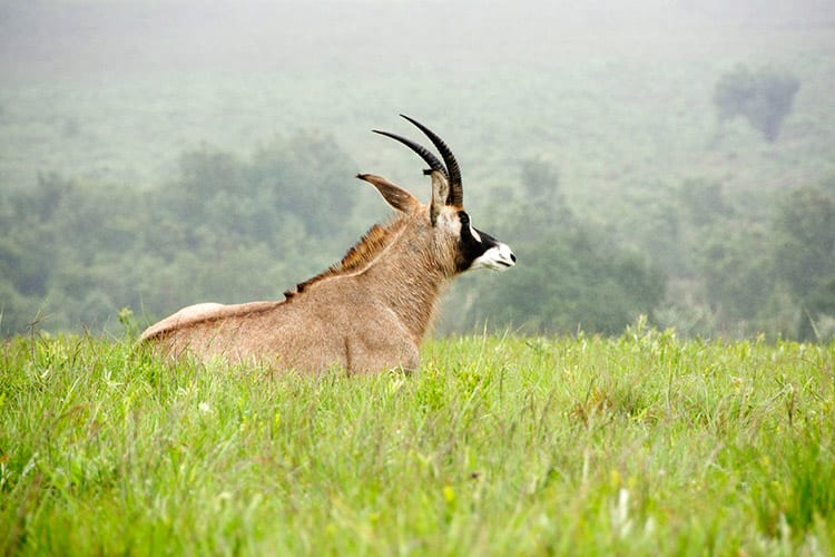 Nyika National Park