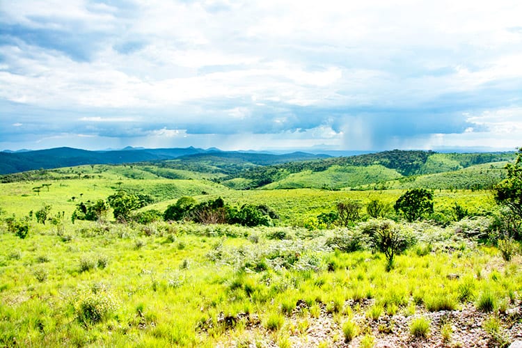 Natuur in Nyika National Park