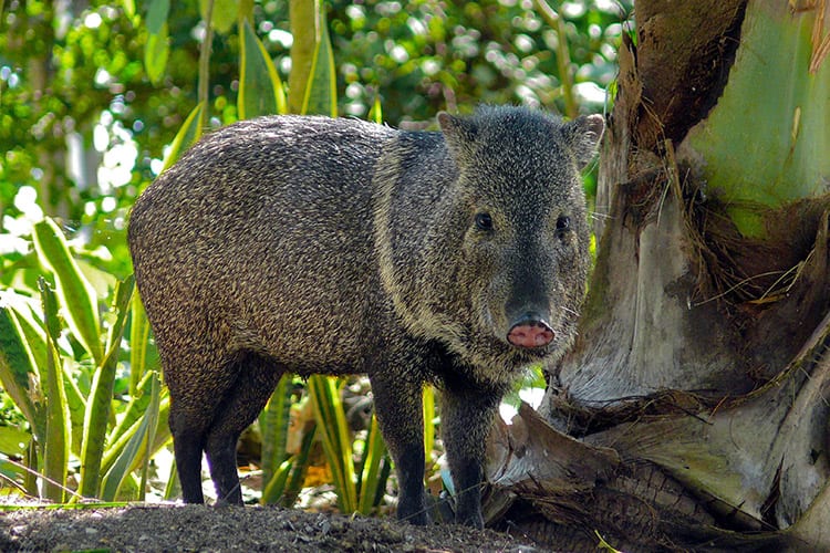 Petencito Zoo, Flores