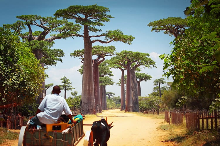 Allée des Baobabs, Madagaskar