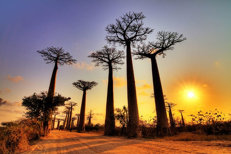 Allée des Baobabs, Madagaskar