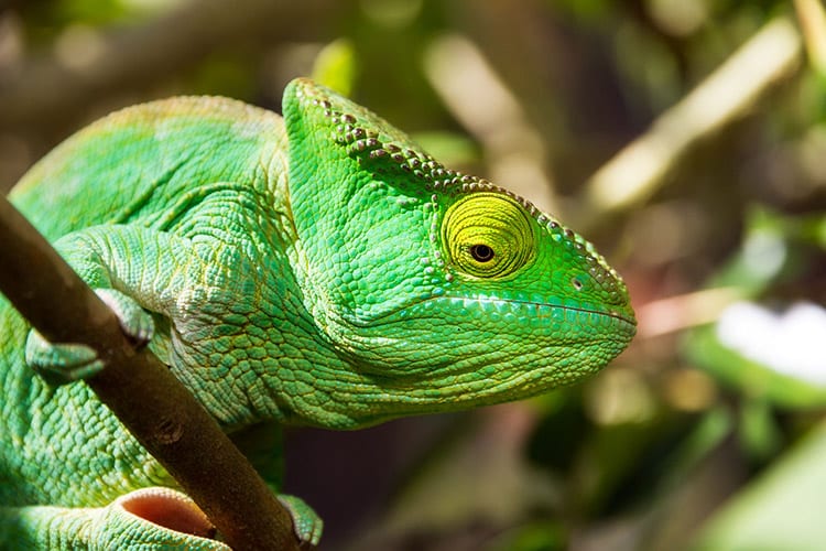 Parsons Kameleon, Madagaskar