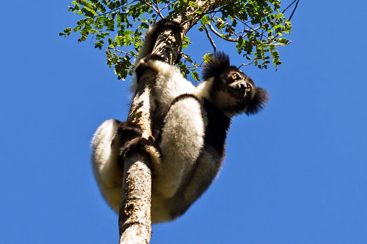 Indri Indri lemuur, Madagaskar