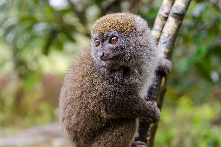Maki, Madagaskar