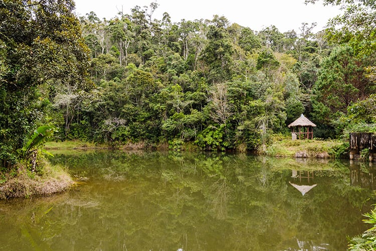 Regenwoud in het Andasibe Mantadia National Park