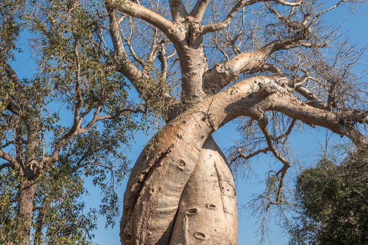 Les Baobabs amoureux