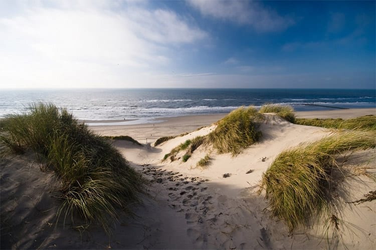 Duinen bij Schoorl
