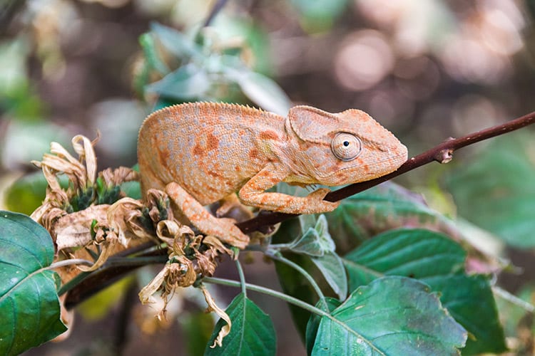 Kameleon, Ankarana National Park
