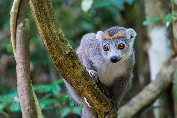 Kroonmaki, Ankarana National Park
