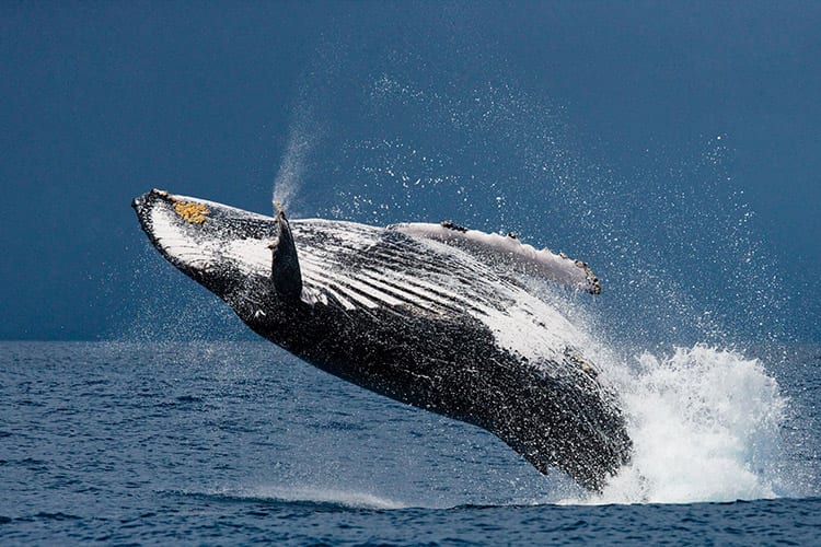 Bultrugwalvis bij Île Sainte-Marie