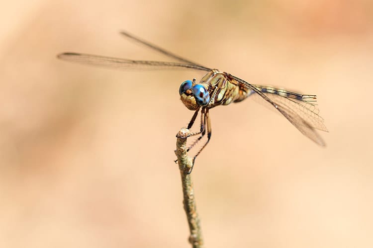 Libelle in het Isalo National Park