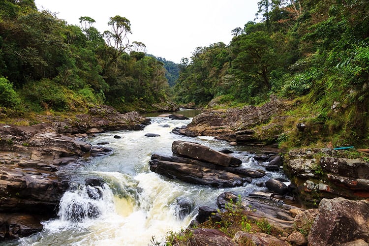 Ranomafana National Park