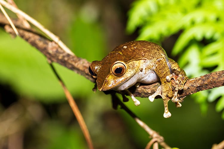 Boomkikker, Renomafana National Park