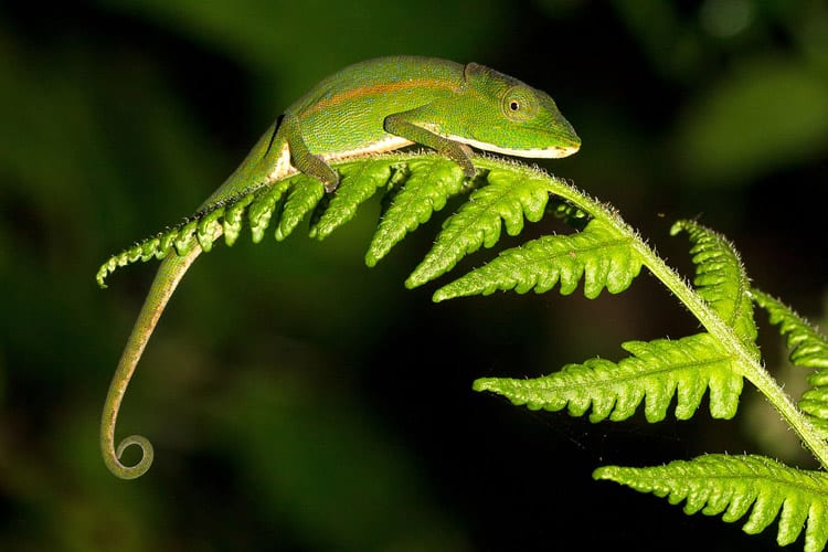 Perinet kameleon, Renomafana National Park