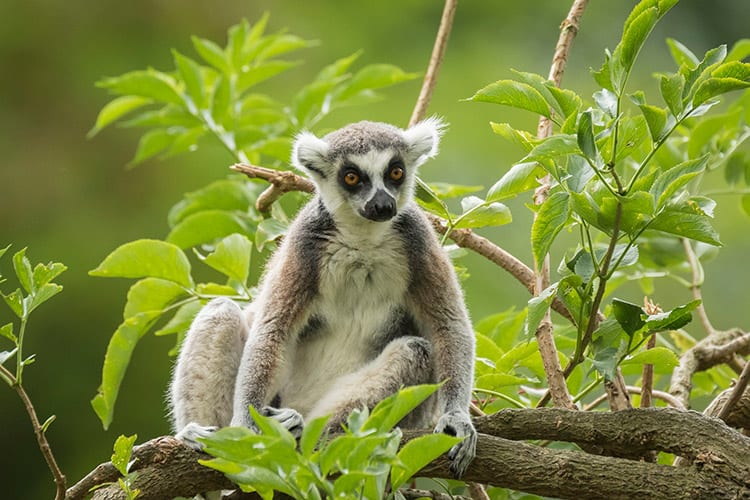 Ringstaart Maki, Madagaskar