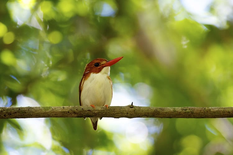Kingfisher, Ttsingy de Bemaraha