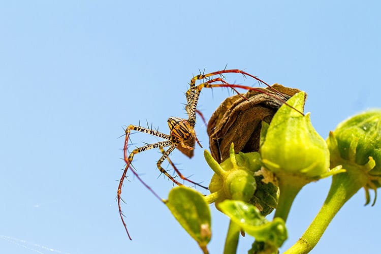 Lynx Spider, Tsingy de Bemaraha