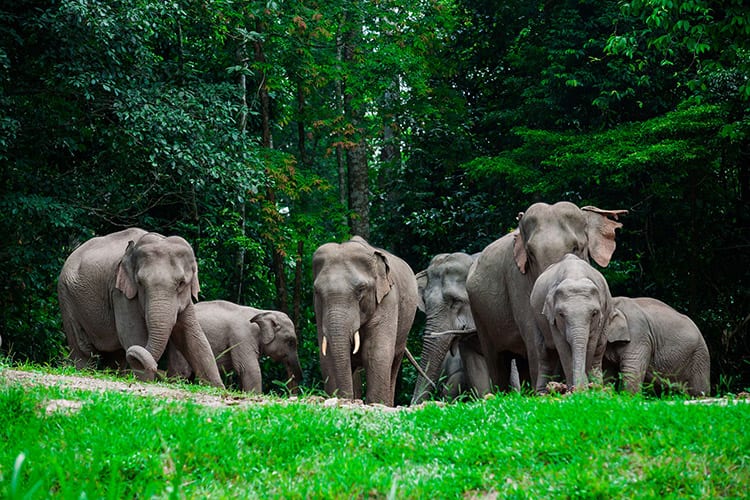 Olifanten in het Khao Yai National Park