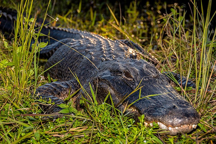 Everglades National Park alligator