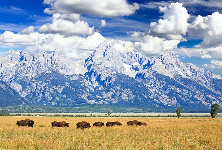 Grand Teton National Park bizons