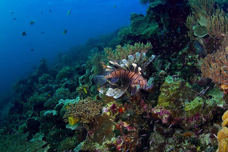 Koraal rif en een lionfish bij Wakatobi