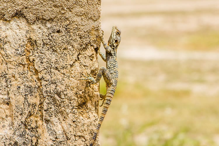 Dana Natuurreservaat wildlife